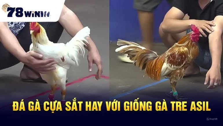 Sân chơi Đá Gà số 1 78win 